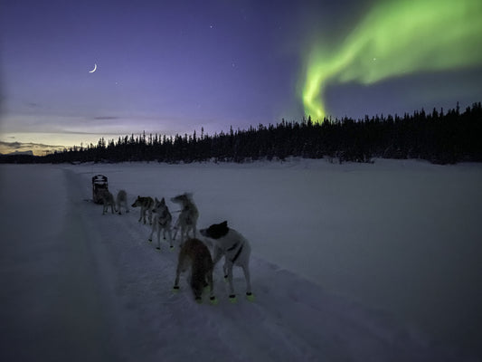 Mit 20 Huskys durch Europa: Lisas Abenteuer auf dem Weg zum Finmarksløpet.