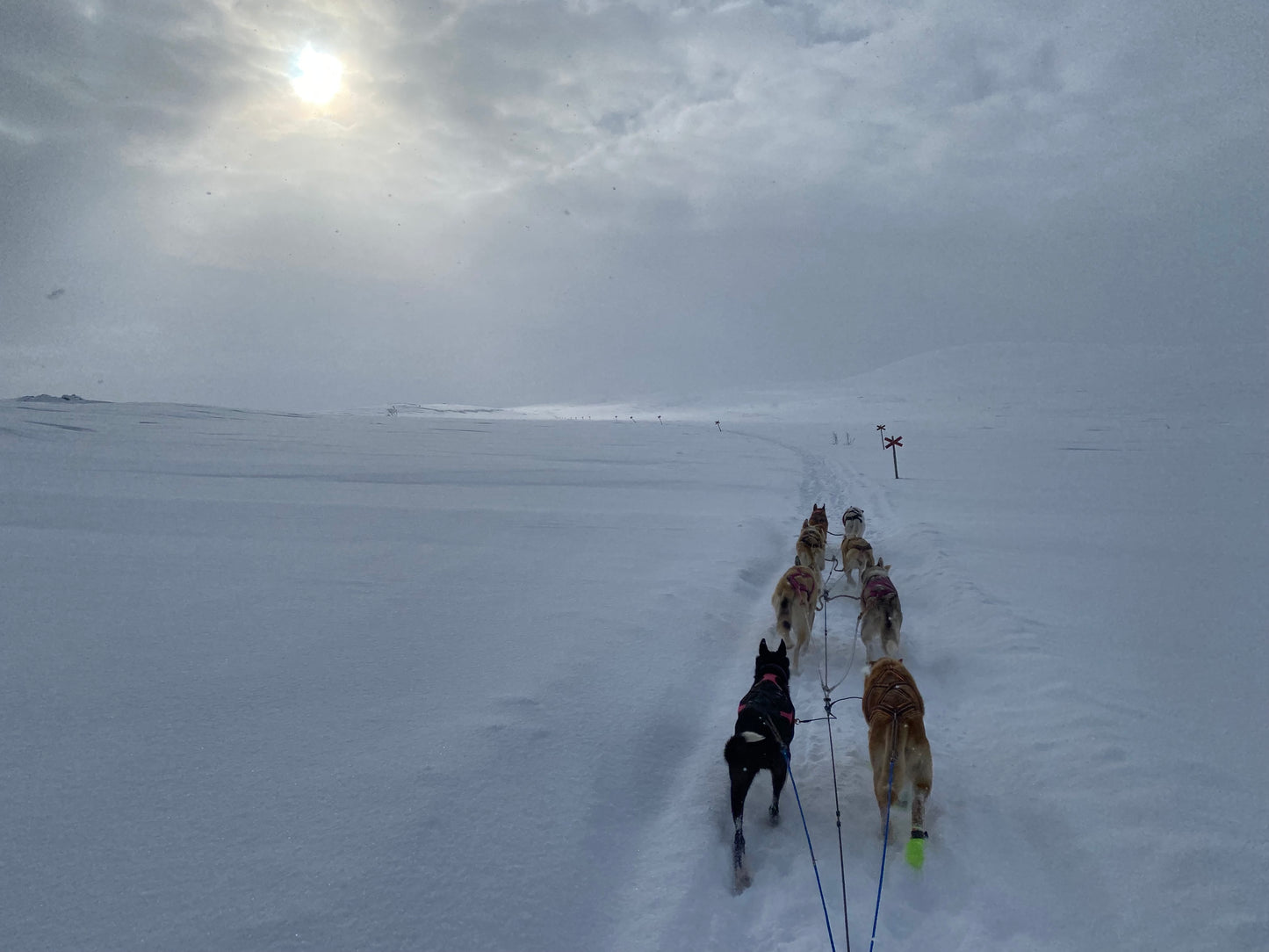 Mit 20 Huskys durch Europa: Lisas Abenteuer auf dem Weg zum Finmarksløpet.