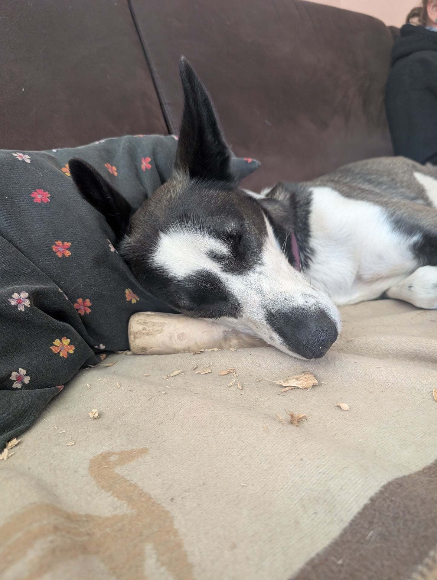 Kaffeeholz Kaustab für Hunde: Natürliches Kauspielzeug, splitterfrei und langlebig Größe M + L