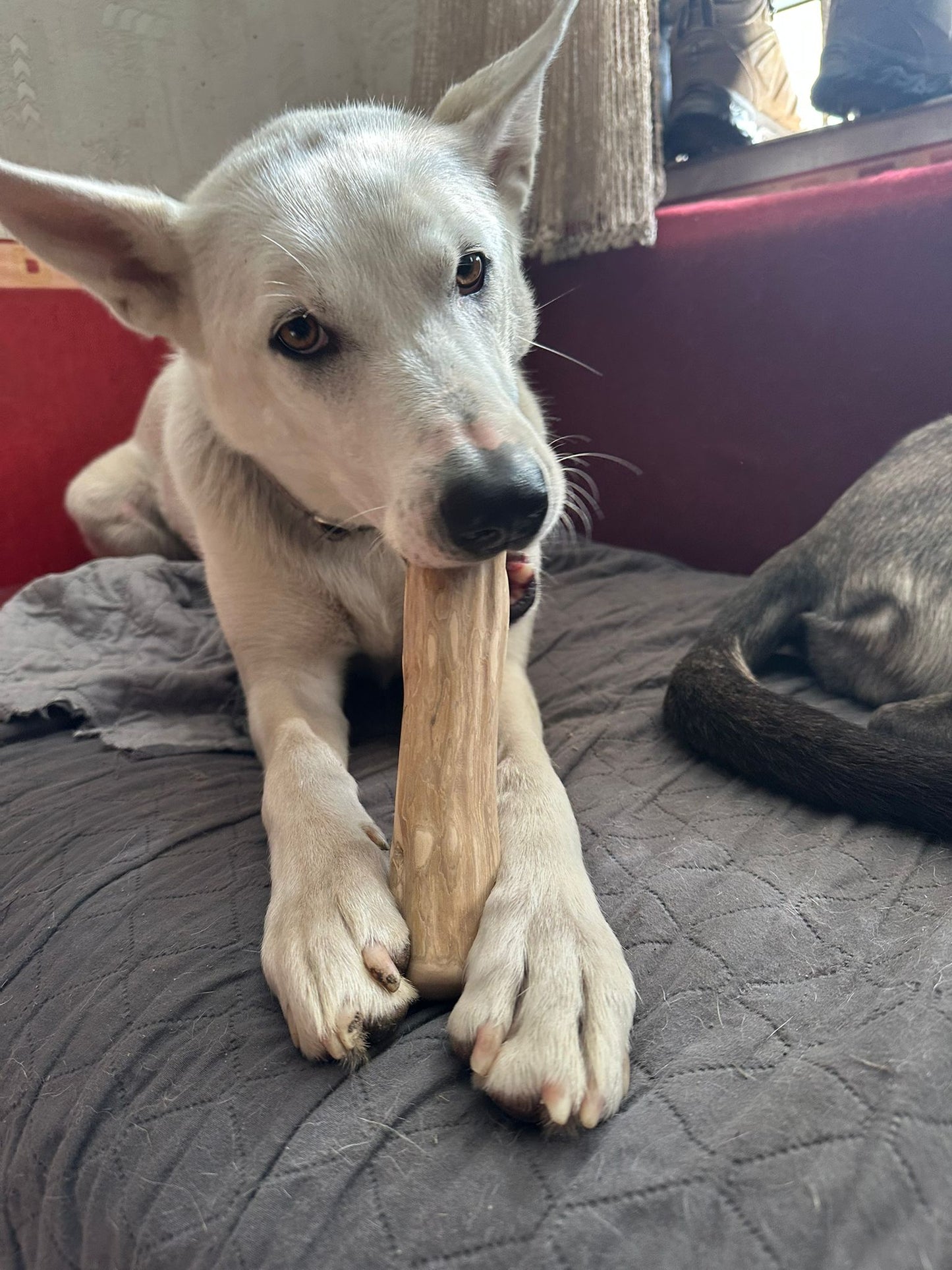 Kaffeeholz Kaustab für Hunde: Natürliches Kauspielzeug, splitterfrei und langlebig Größe M + L