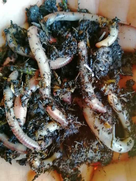 Lecker Wurmfutter – 2 L – Für Regenwürmer, Wurmkisten & Angler + natürliche Grundlage für Champignon- & Pilzzucht